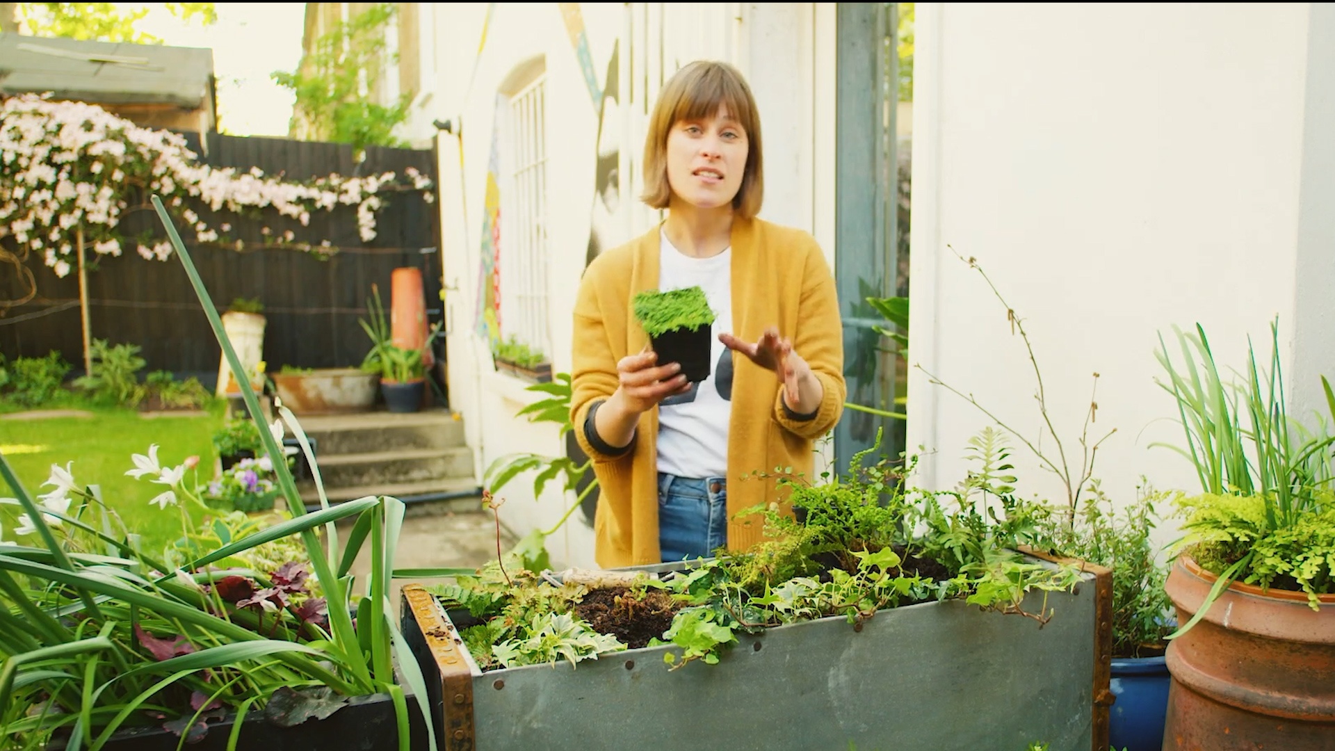 Meo trong cay trong khong gian nho tai nha hinh anh