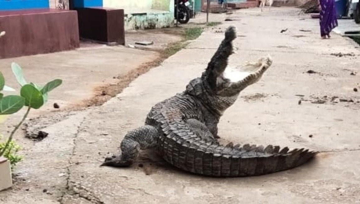 Ca sau lang thang vao ngoi lang An Do hinh anh