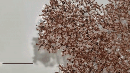 Hang chuc nghin con kien bam vao nhau vuot qua lu lut hinh anh