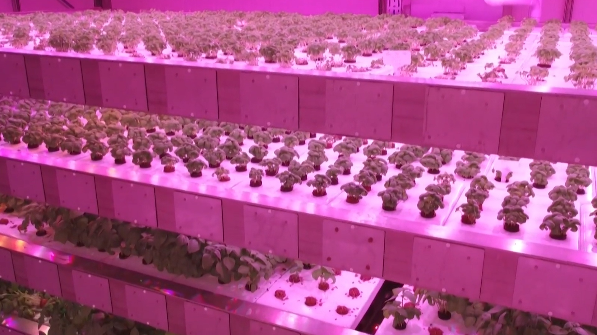 Trang trai thang dung dau tien cua Phap hinh anh