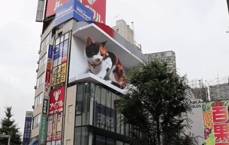 Chu meo 3D noi tieng nguoi xuat hien o nha ga Nhat Ban hinh anh