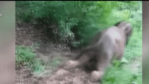 Voi con truot suon doi tro thanh hien tuong tren mang Trung Quoc hinh anh