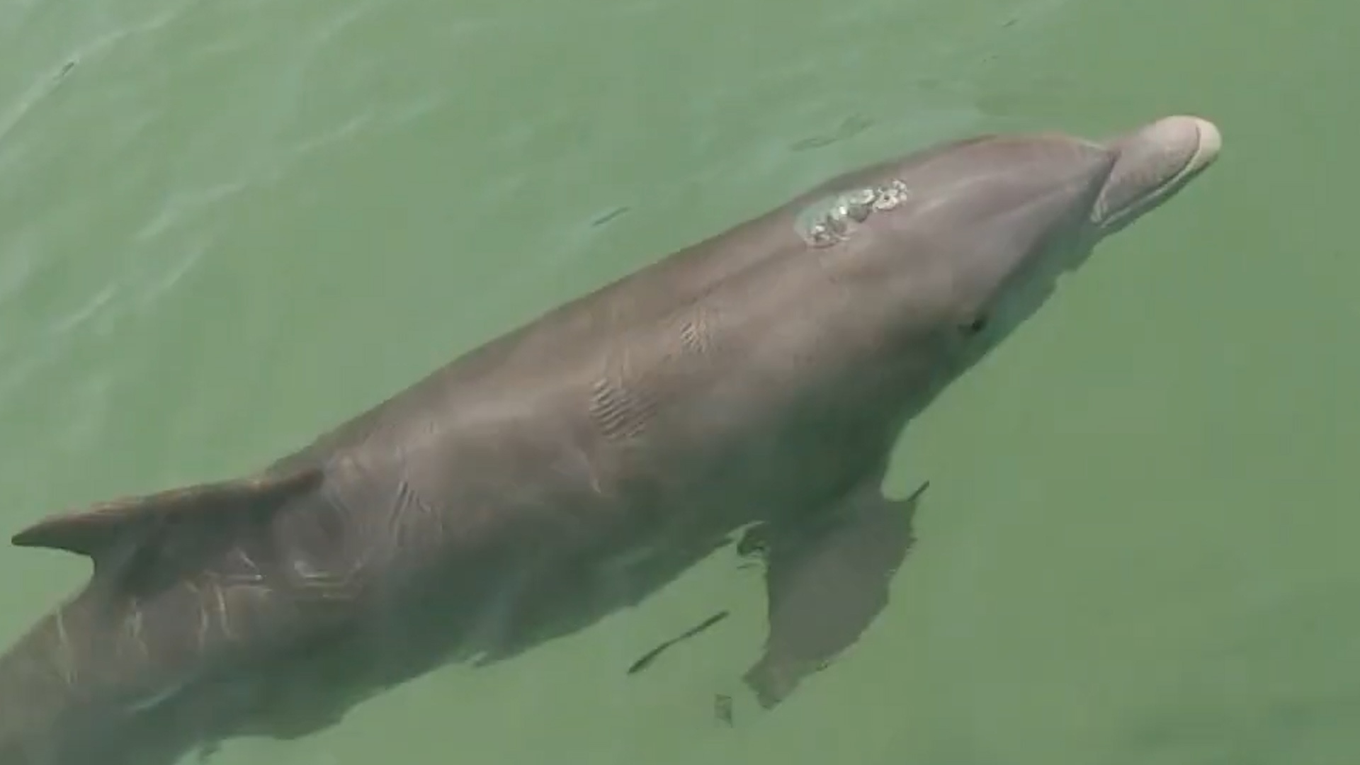 Ca heo va lon bien vay quanh cano o My hinh anh