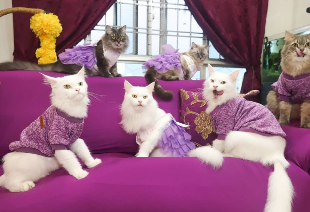 Xu huong dung thu cung lam KOLs tren mang xa hoi hinh anh