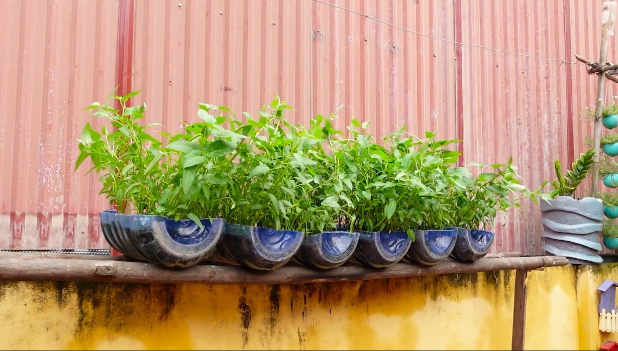 Cach trong rau muong don gian nhat tai nha hinh anh