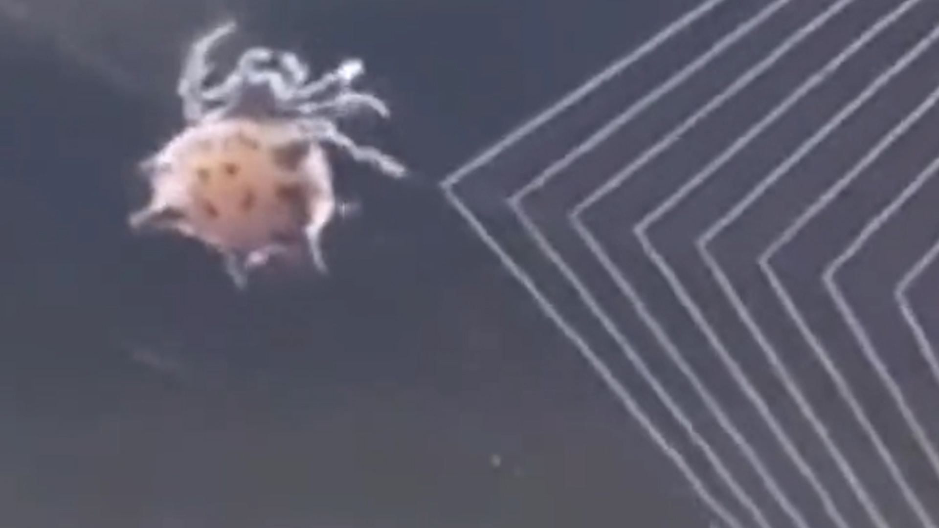 Can canh cach nhen tao ra can nha cua minh hinh anh