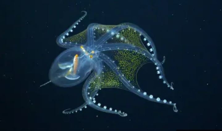 Bach tuoc thuy tinh co co the trong suot hinh anh