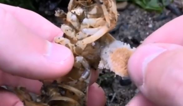 Bat ky sinh trung de cuu tom hum hinh anh