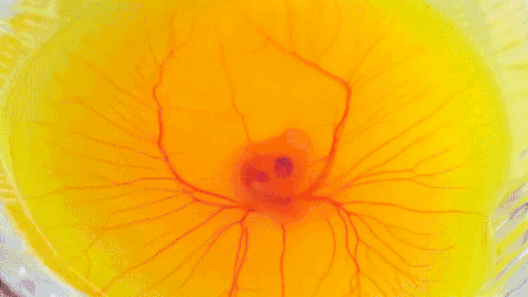 Ga con phat trien trong chiec ly thuy tinh hinh anh