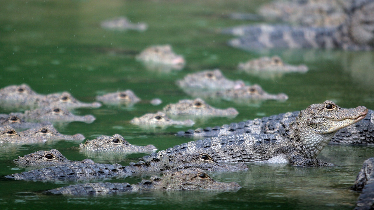 Trung Quoc nhan giong ca sau co nguy co tuyet chung hinh anh