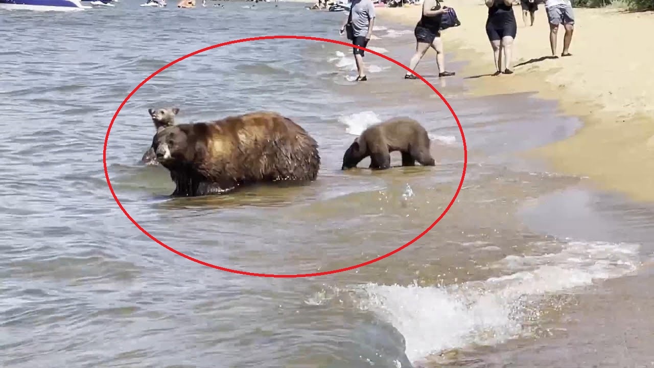 Dan gau khong so nguoi o California hinh anh