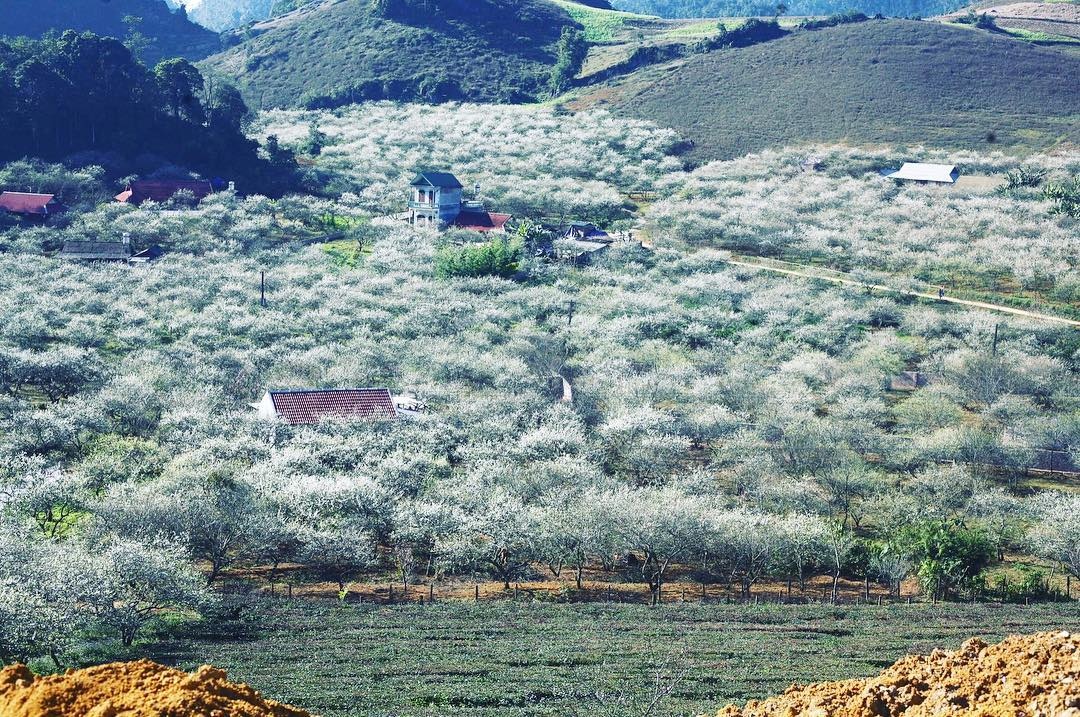 Moc Chau mua hoa man hinh anh