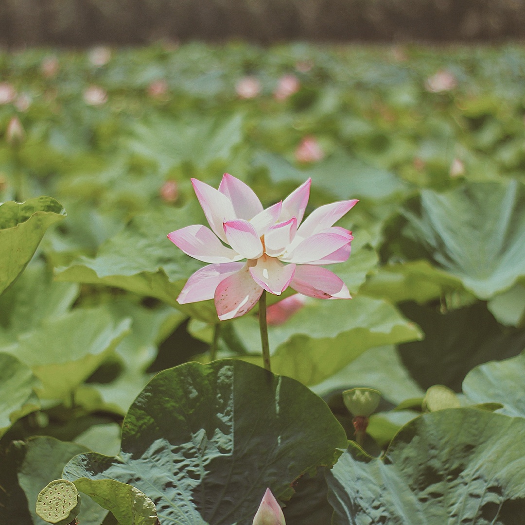 Du lich mien Tay anh 12