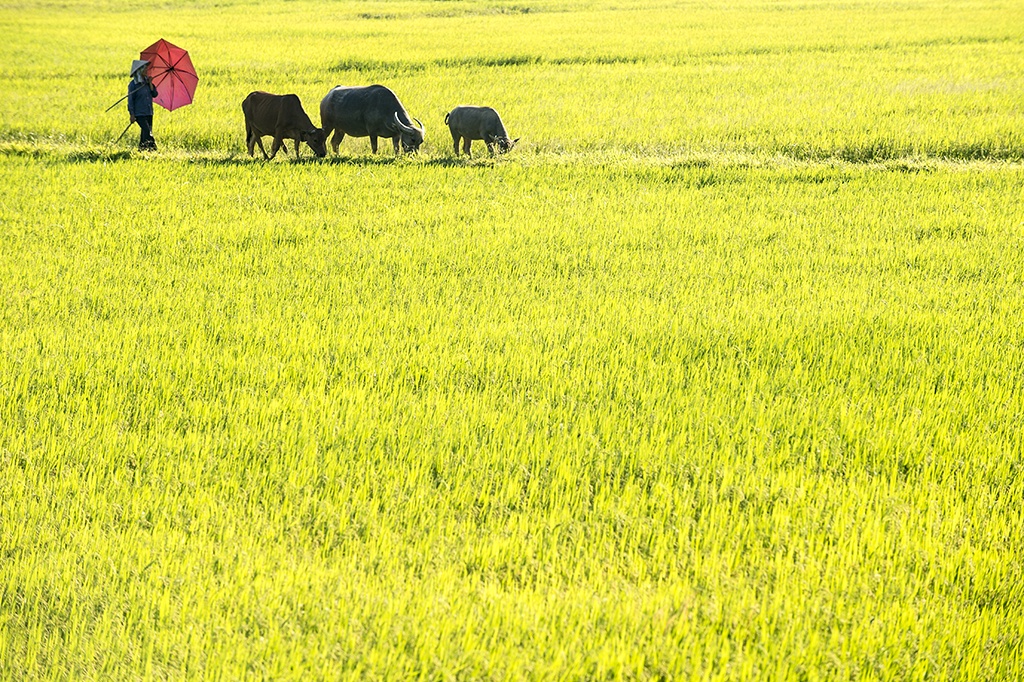 Ninh Bình 2/9 ảnh 3 Ninh Binh 2/9 anh 3