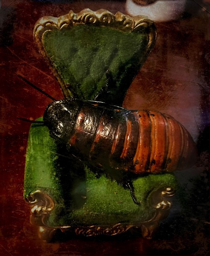 món ăn kinh dị ảnh 15 mon an kinh di anh 15