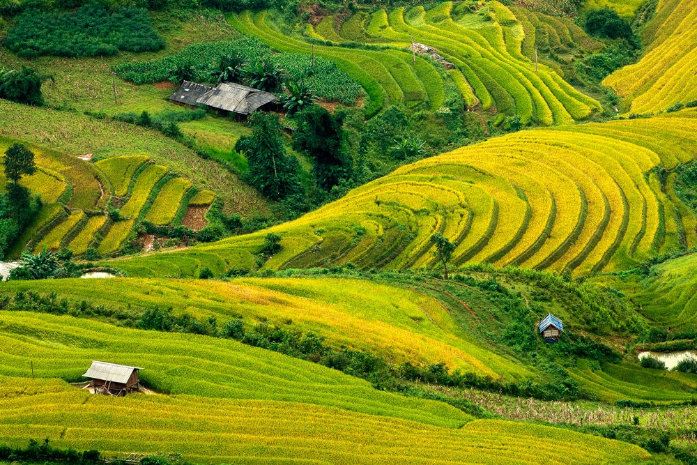 Mu Cang Chai anh 1