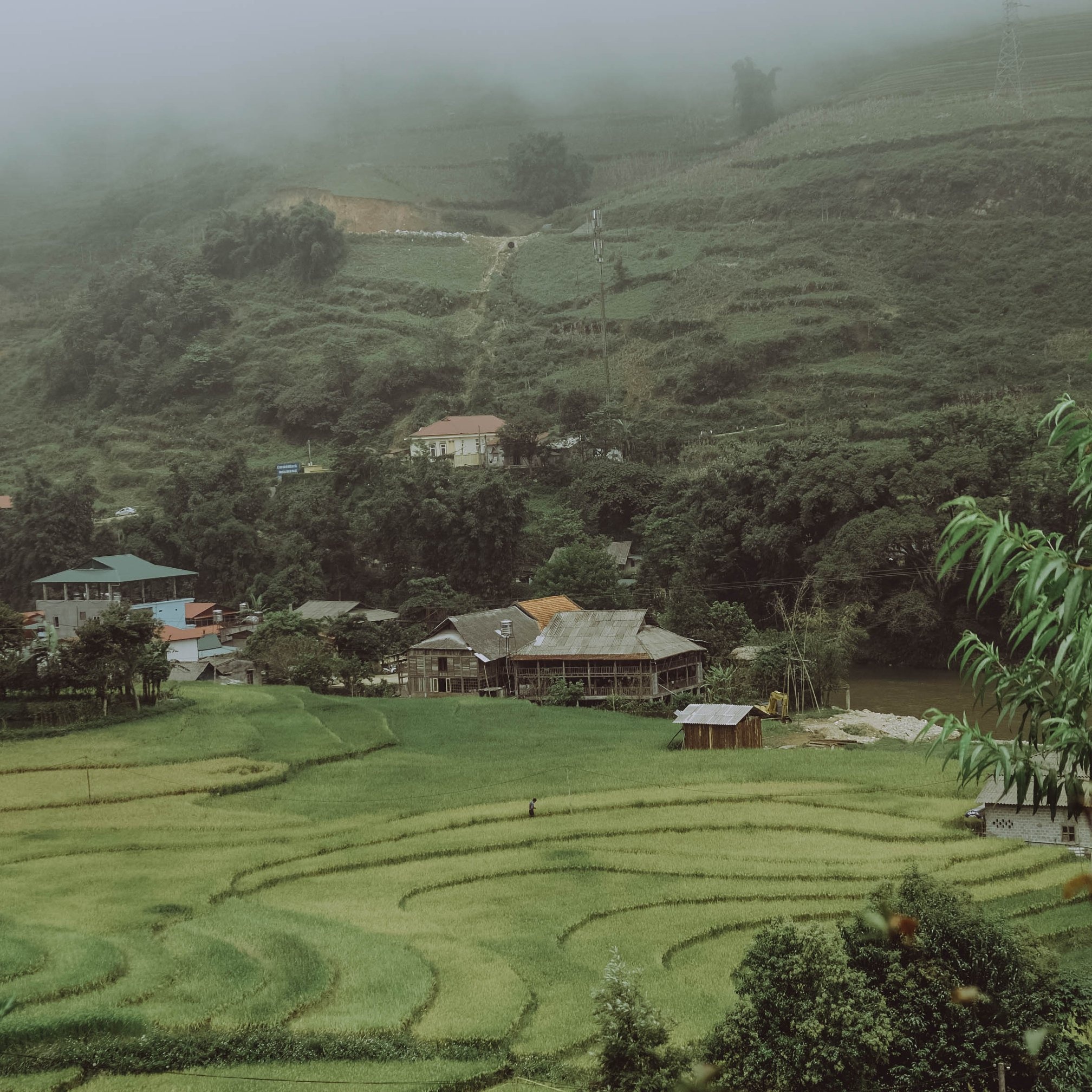 Sa Pa mua lua chin anh 2
