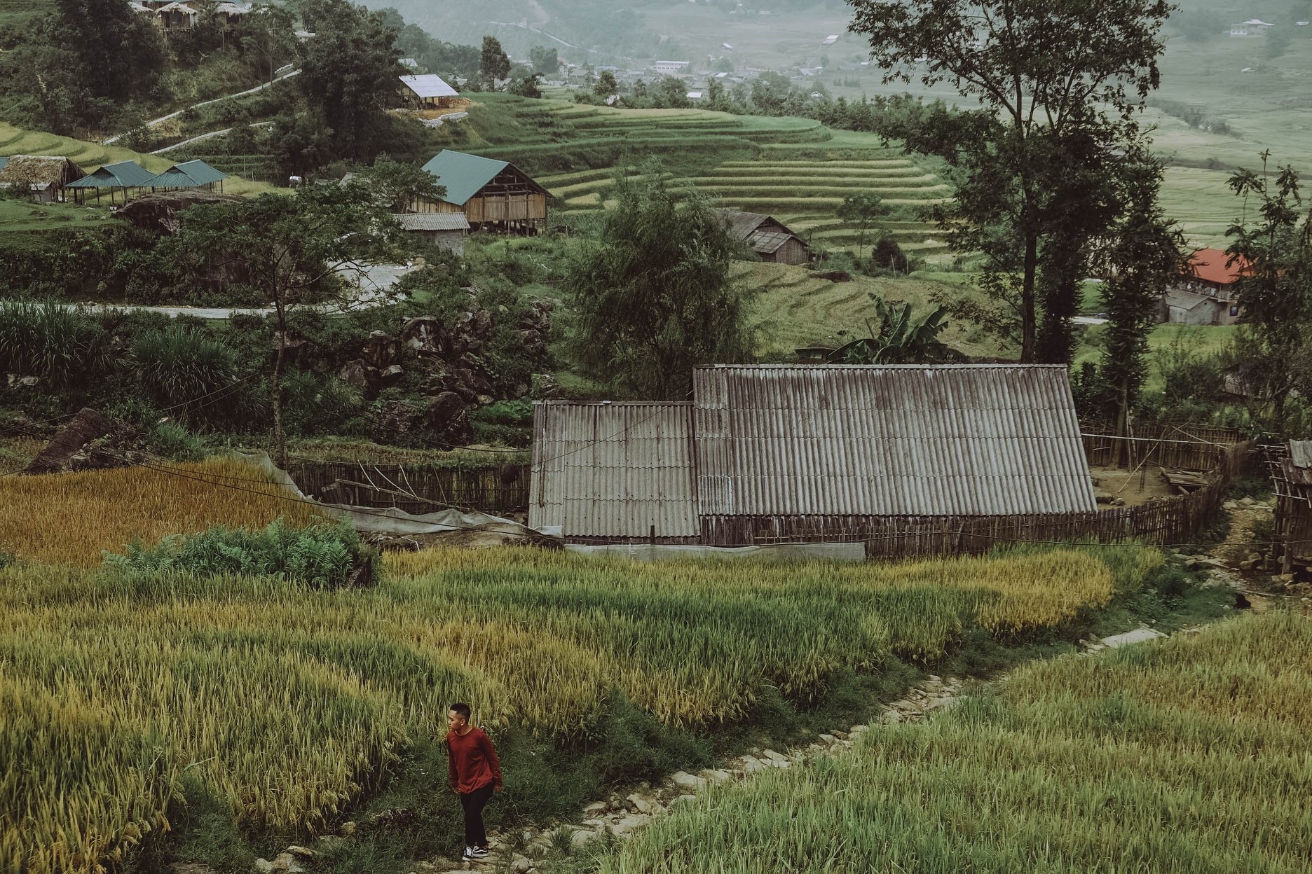 Sa Pa mua lua chin anh 6