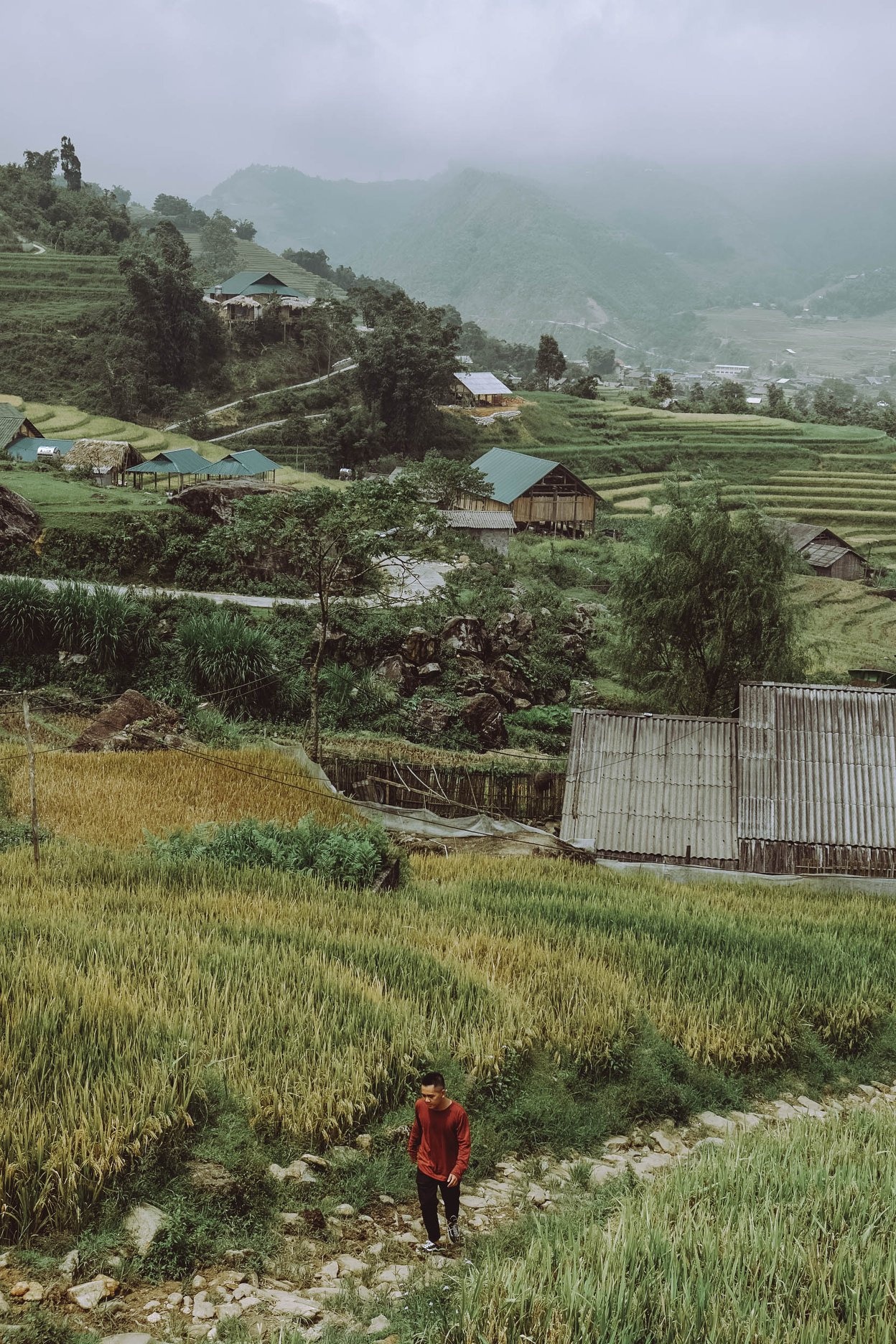 Sa Pa mua lua chin anh 9