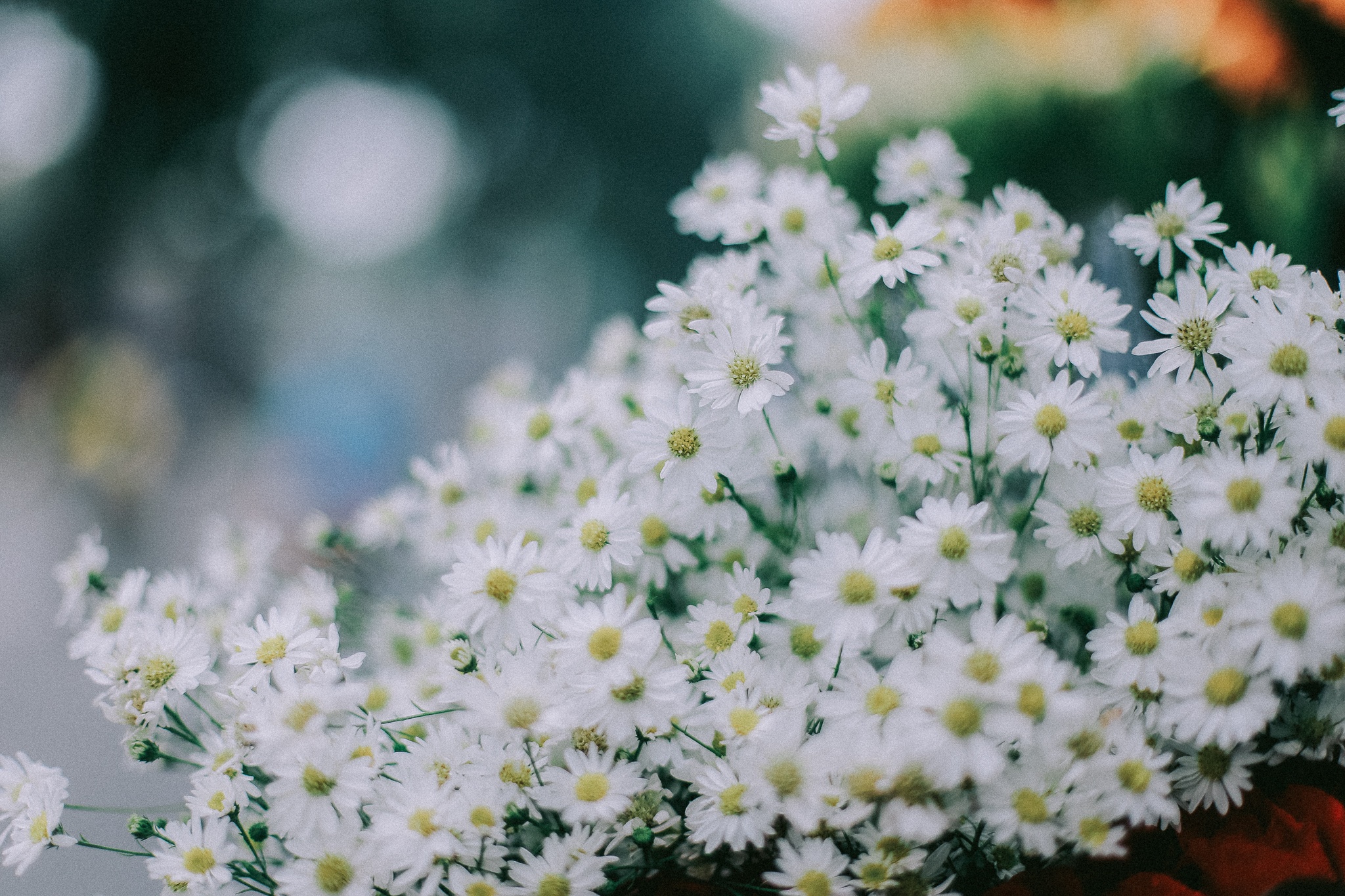 mua hoa thang 10 anh 10