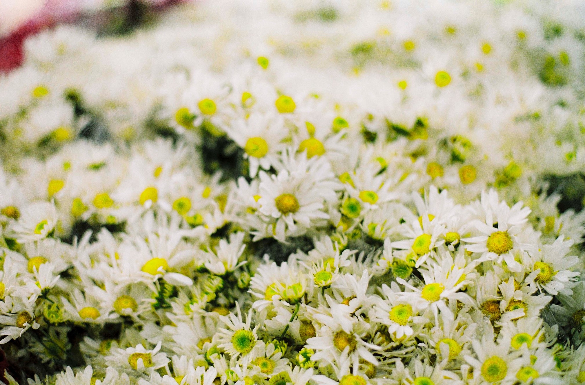 mua hoa thang 10 anh 6