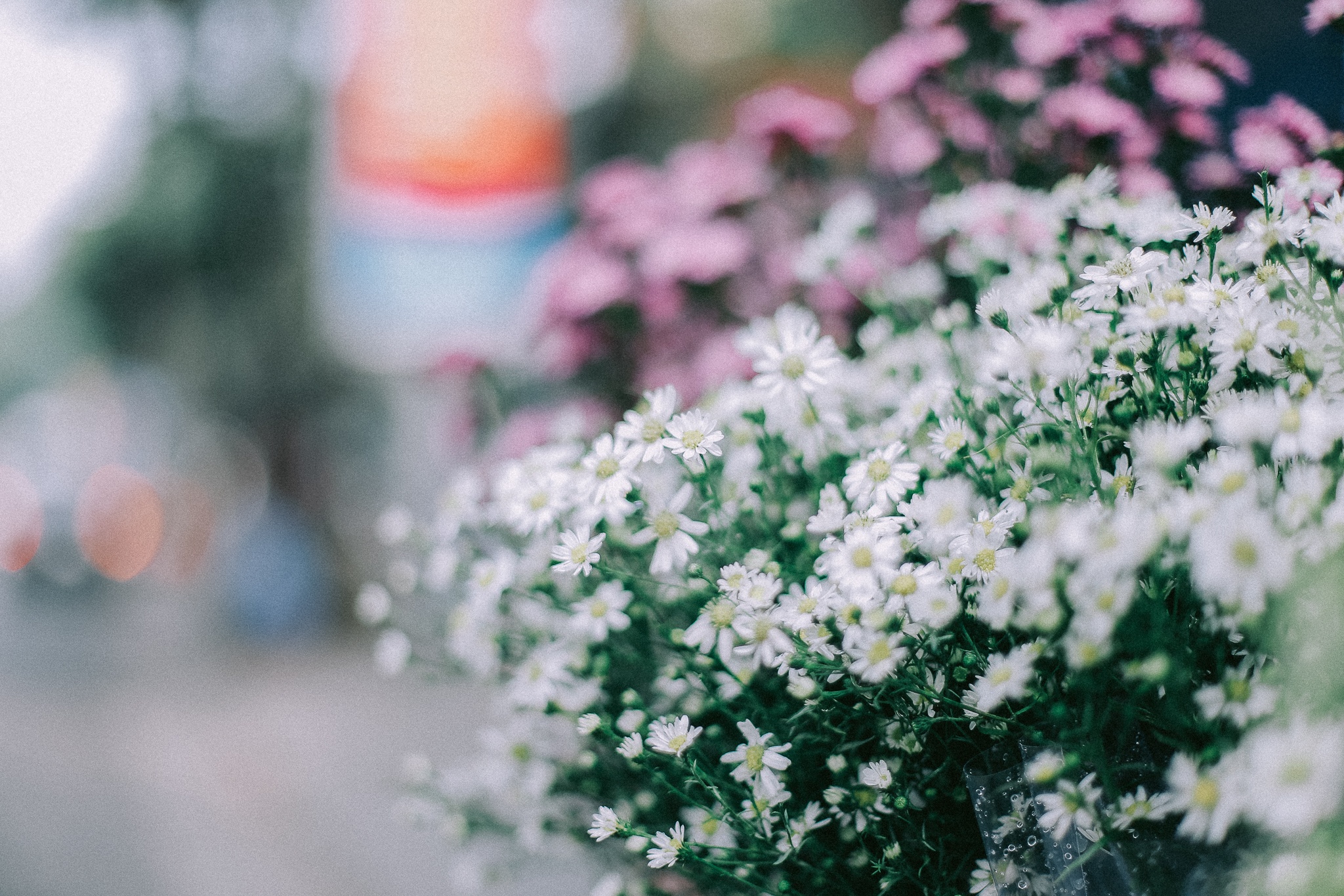 mua hoa thang 10 anh 9