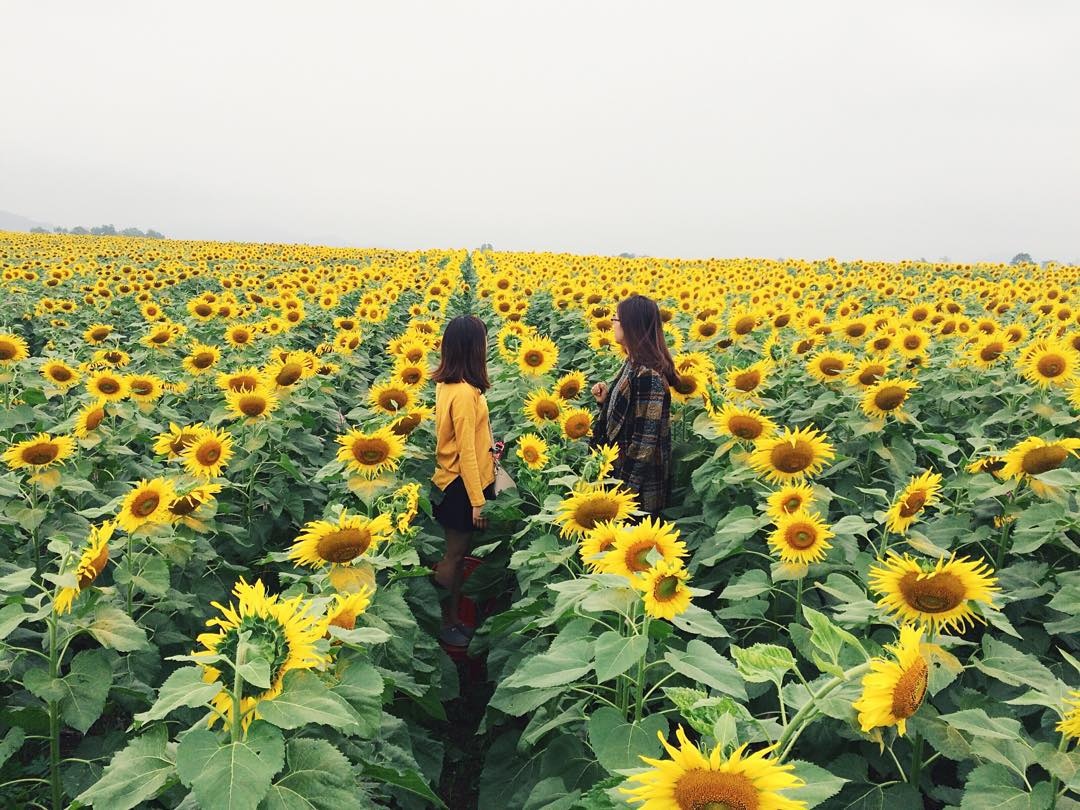 mua hoa thang 10 anh 13