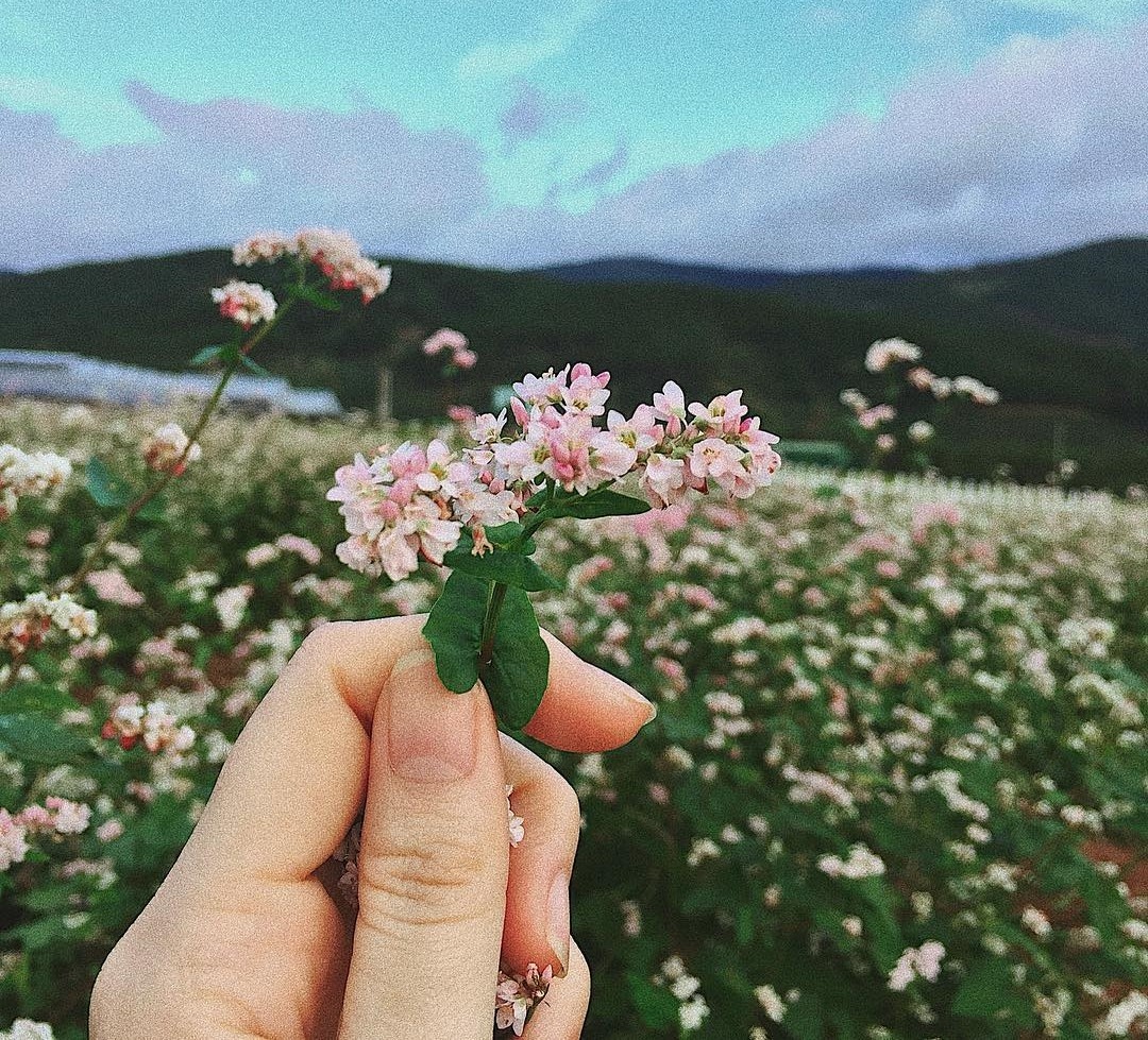 mua hoa thang 10 anh 5