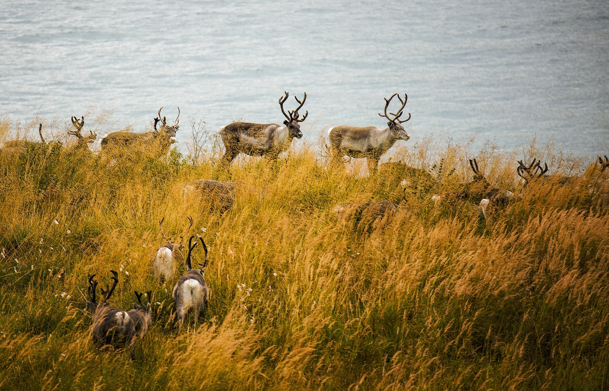 Mua thu Na Uy anh 20
