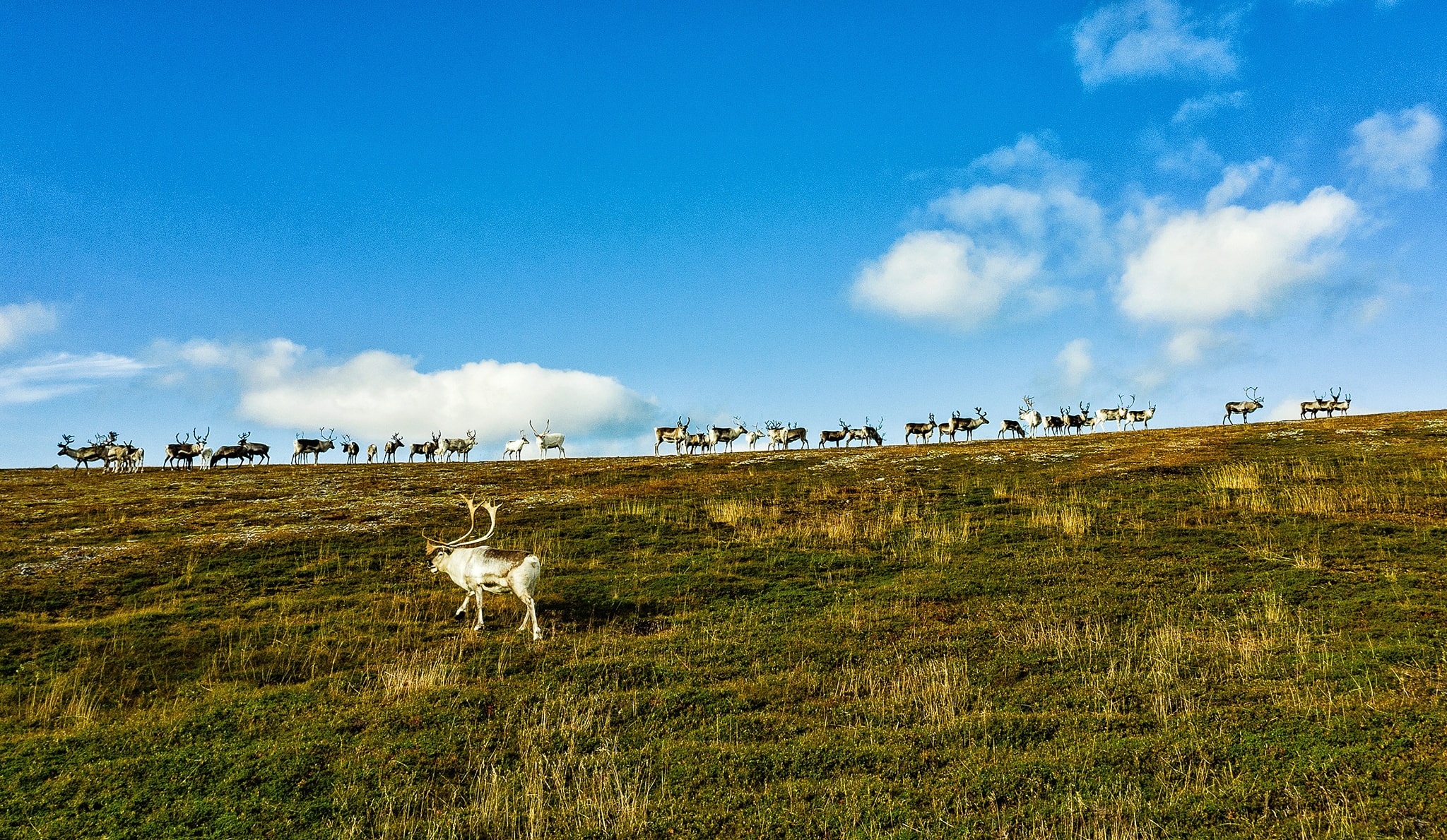 Mua thu Na Uy anh 21