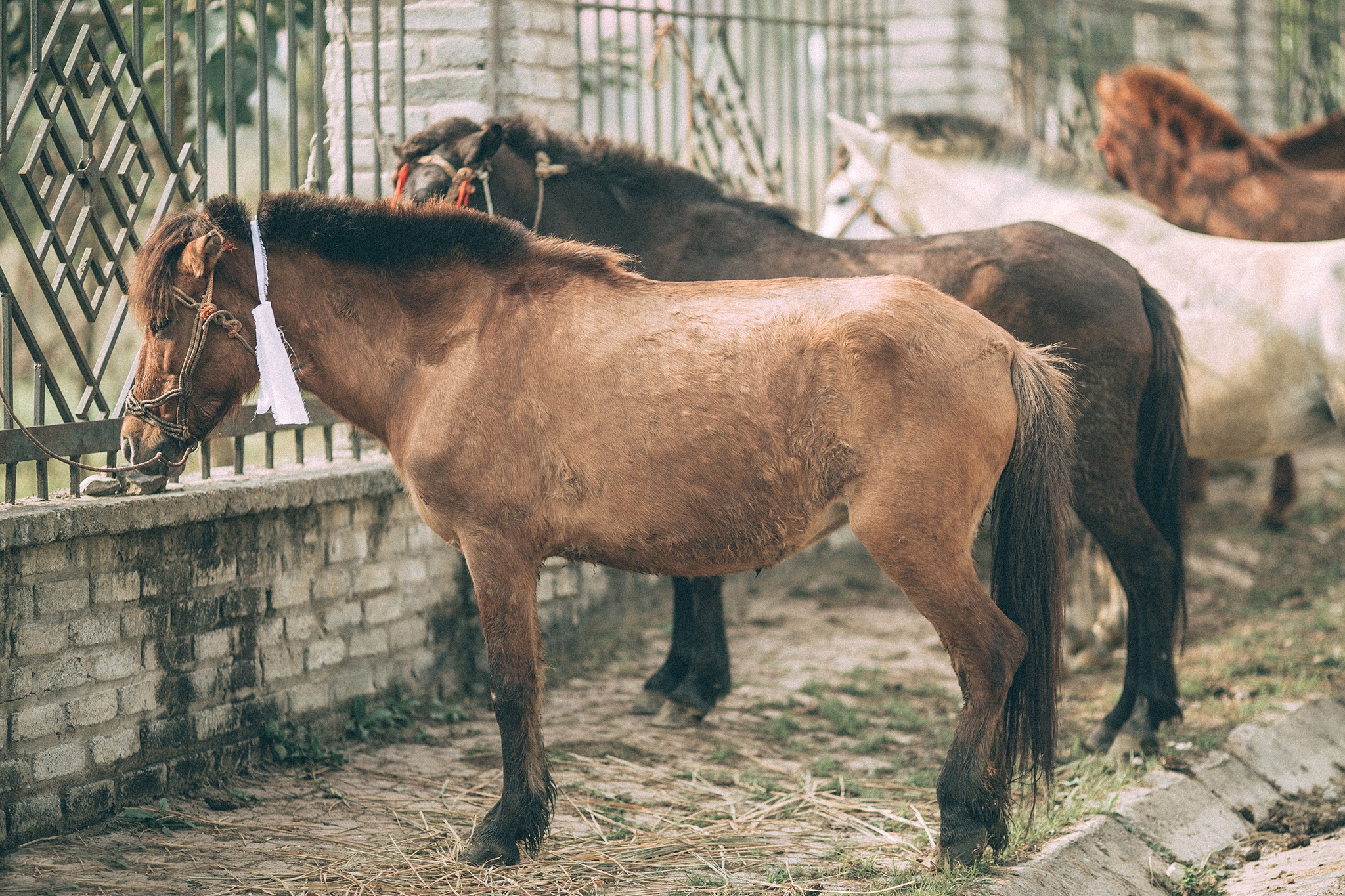 Cho phien Bac Ha anh 6