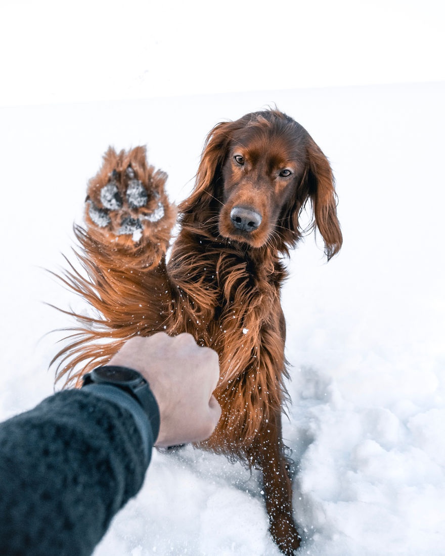 Chu cho noi tieng nho du lich cung chu anh 11