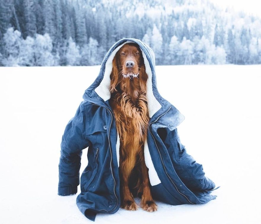 Chu cho noi tieng nho du lich cung chu anh 13
