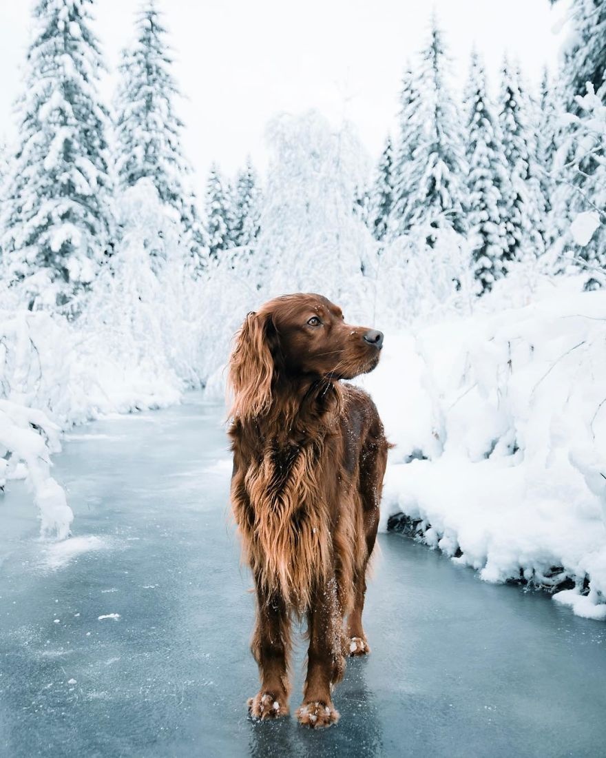 Chu cho noi tieng nho du lich cung chu anh 17