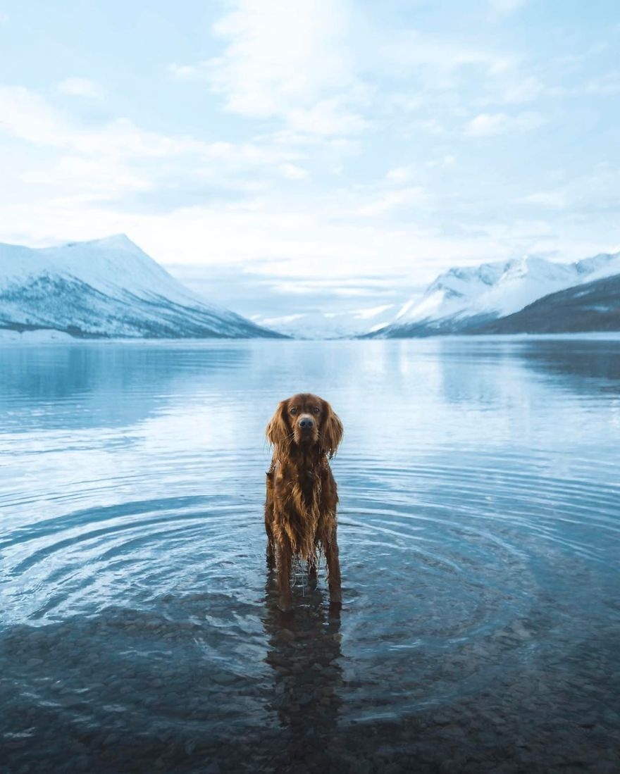 Chu cho noi tieng nho du lich cung chu anh 15