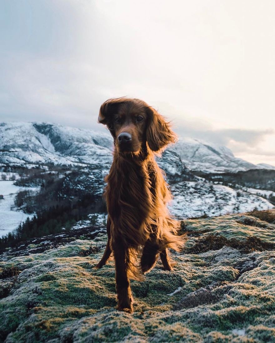Chu cho noi tieng nho du lich cung chu anh 16