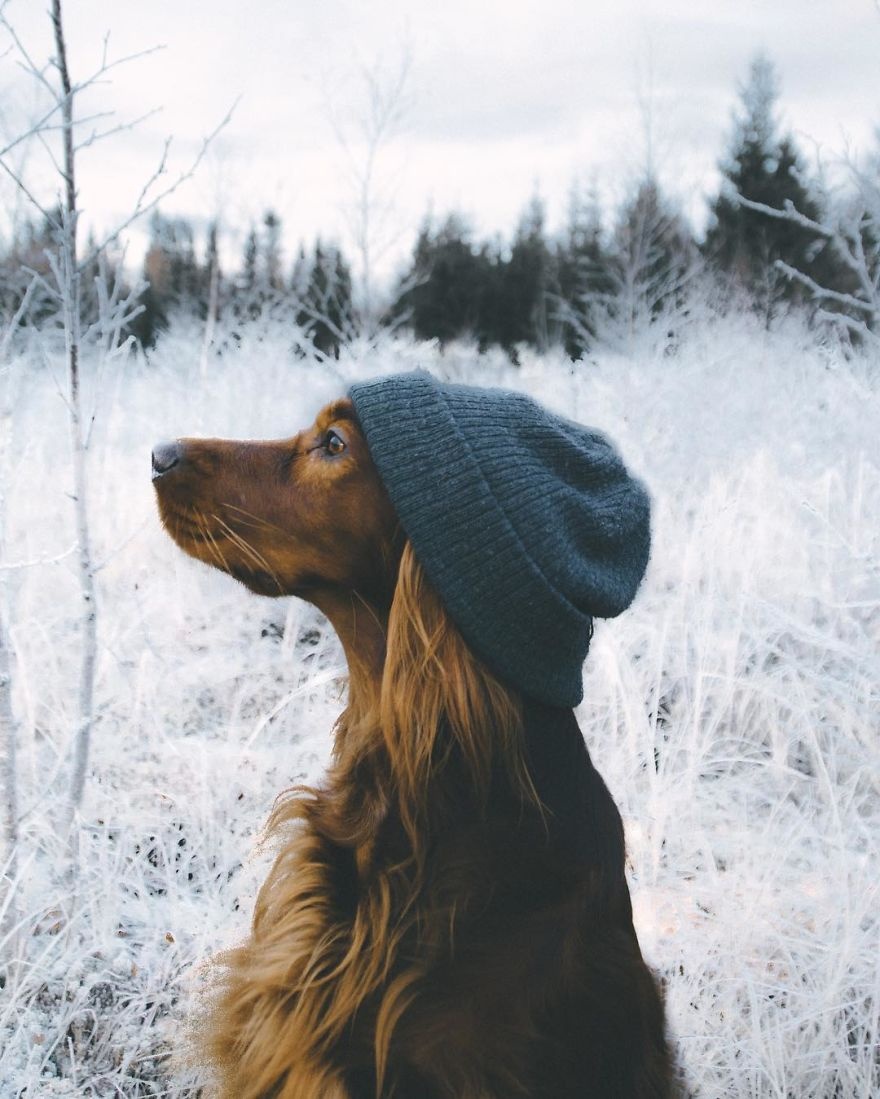 Chu cho noi tieng nho du lich cung chu anh 2