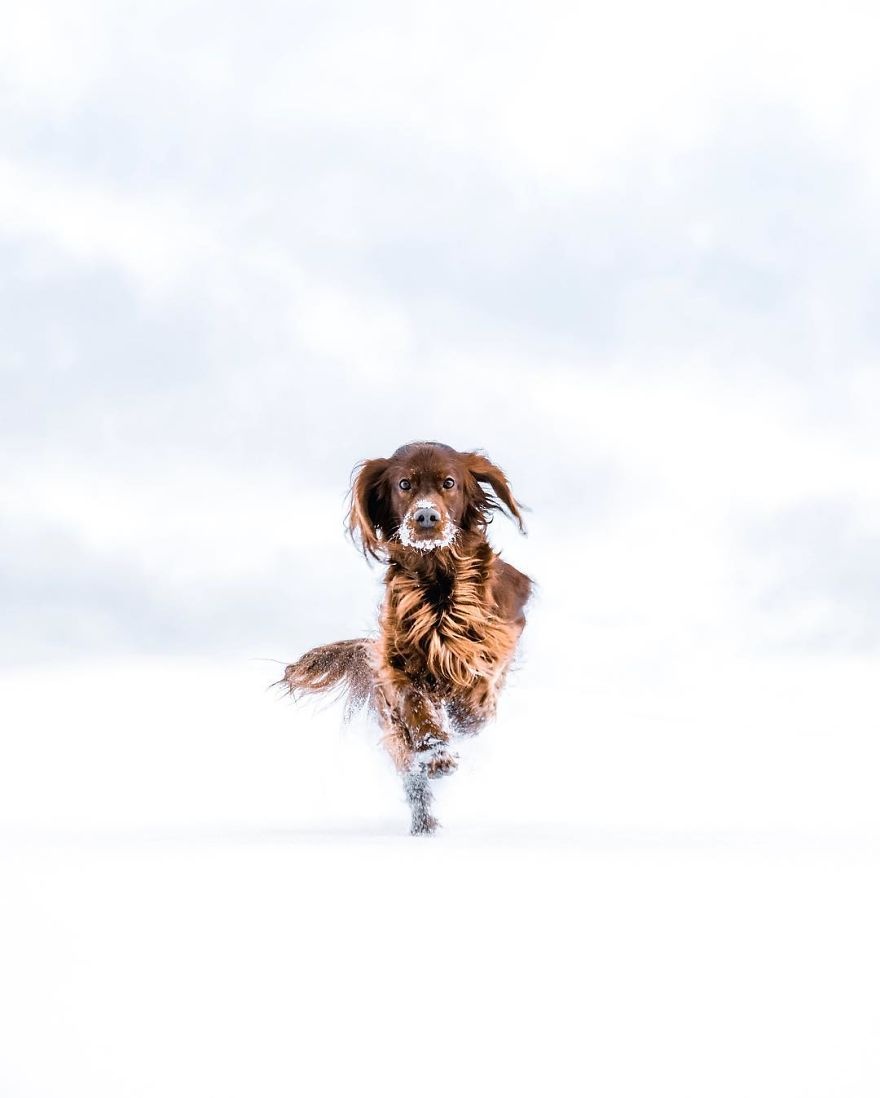 Chu cho noi tieng nho du lich cung chu anh 6