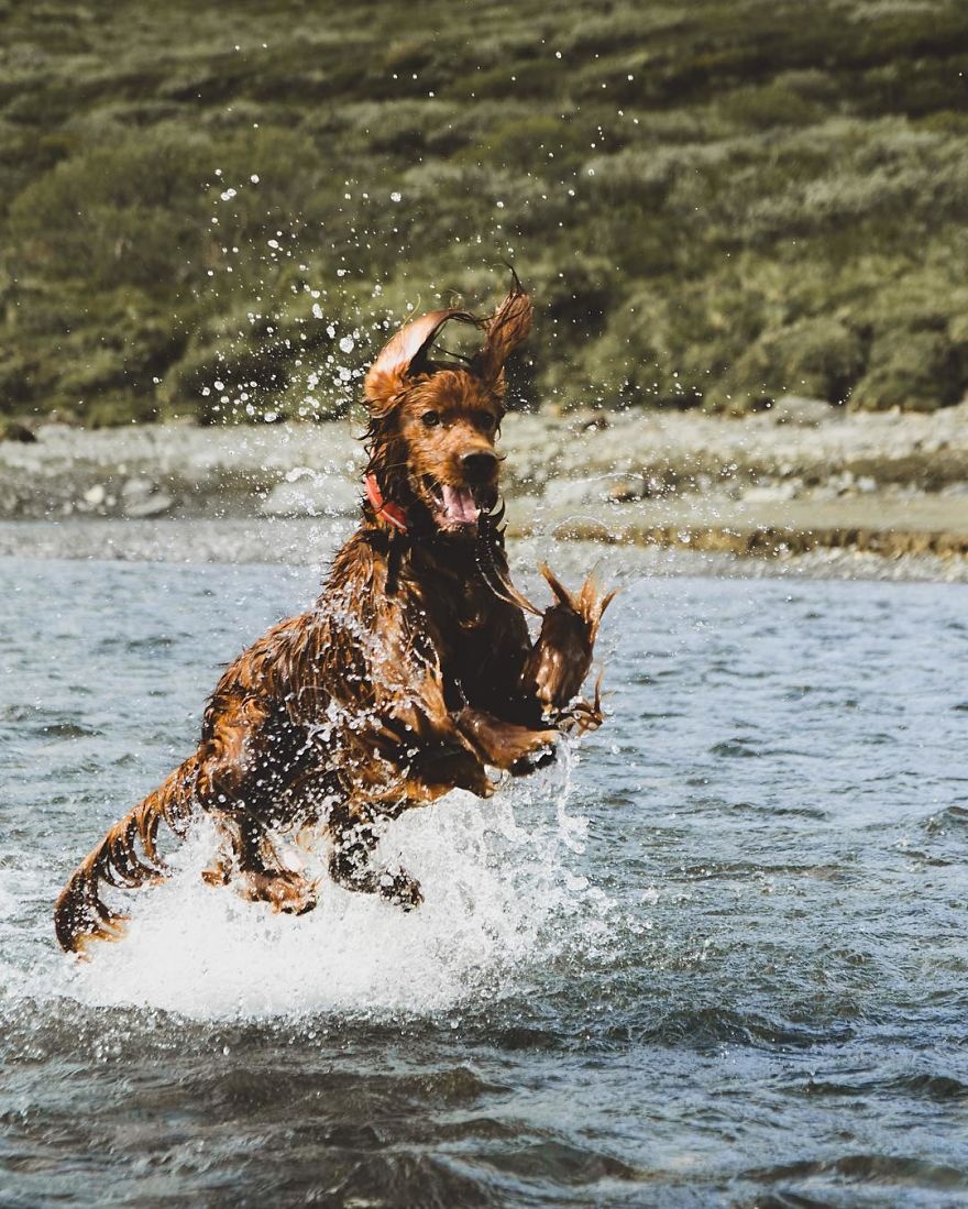 Chu cho noi tieng nho du lich cung chu anh 7