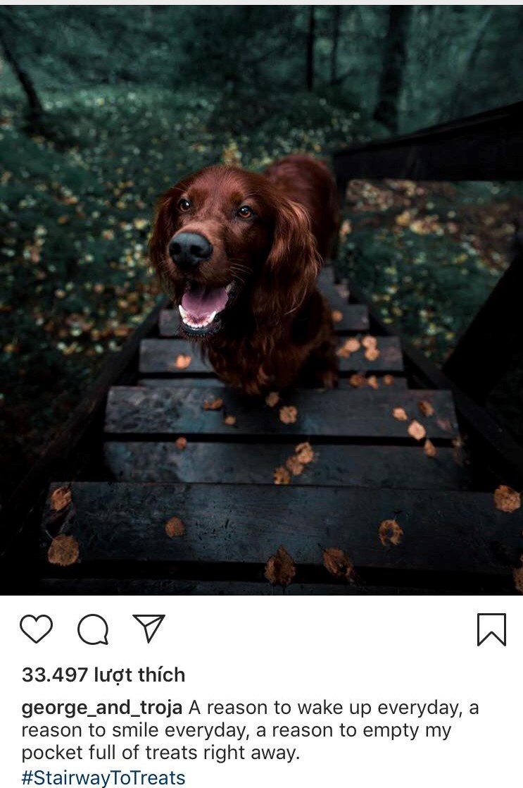 Chu cho noi tieng nho du lich cung chu anh 4