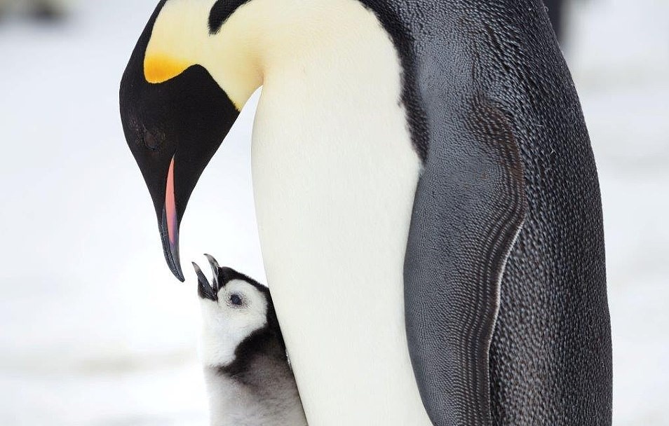 Chim cánh cụt hoàng đế ảnh 9 Chim canh cut hoang de anh 9