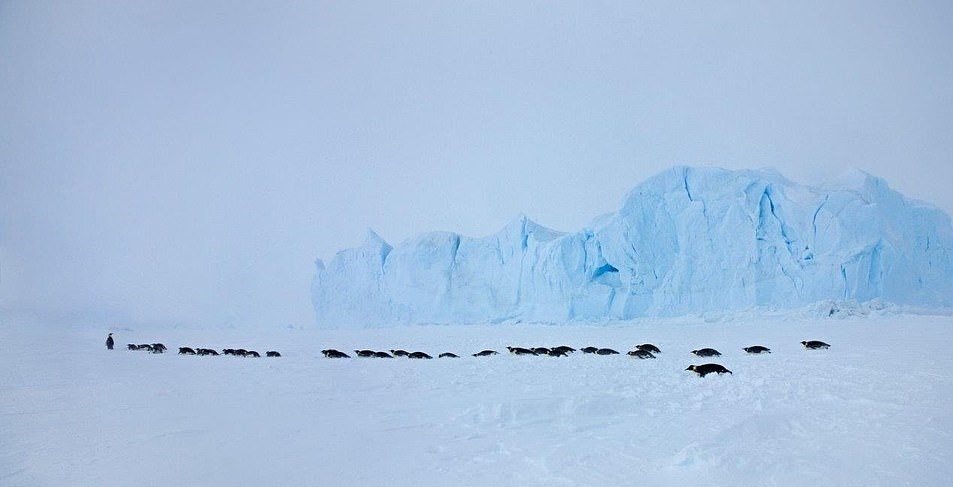 Chim cánh cụt hoàng đế ảnh 10 Chim canh cut hoang de anh 10