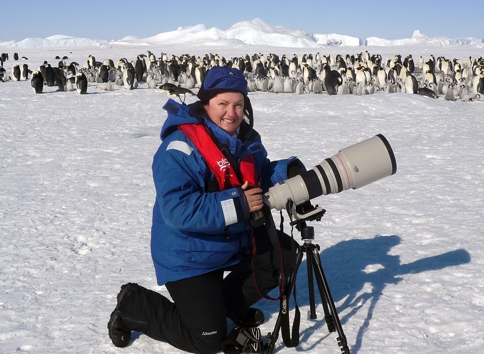 Chim cánh cụt hoàng đế ảnh 11 Chim canh cut hoang de anh 11