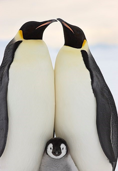 Chim cánh cụt hoàng đế ảnh 2 Chim canh cut hoang de anh 2
