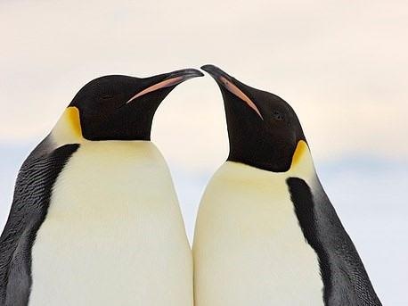 Bo anh dan chim canh cut hoang de 'xam chiem' ca Nam Cuc hinh anh