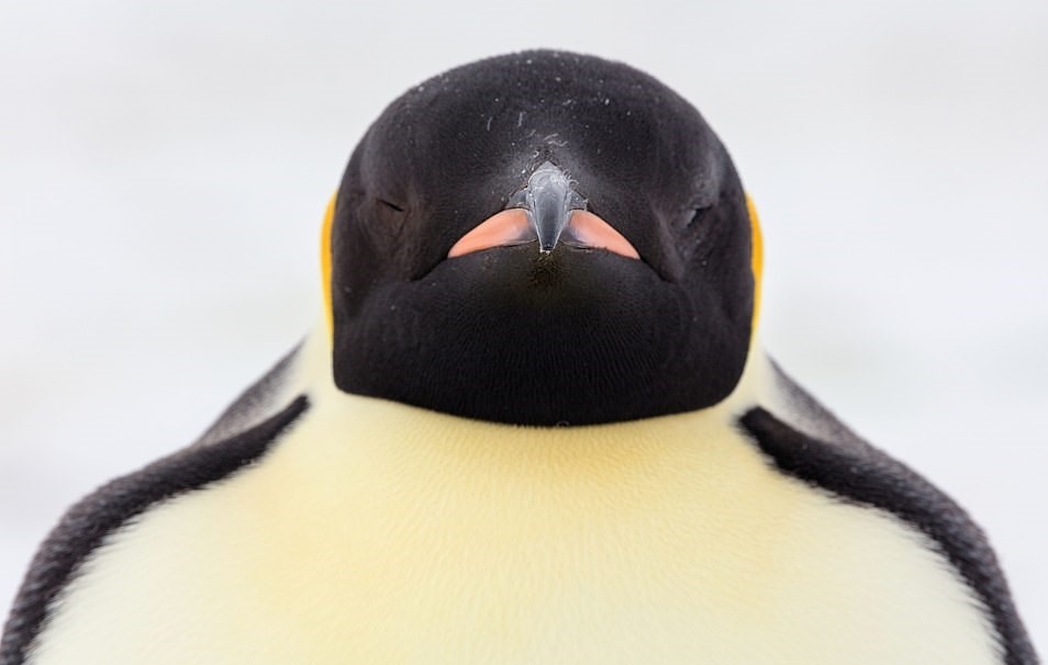 Chim cánh cụt hoàng đế ảnh 4 Chim canh cut hoang de anh 4
