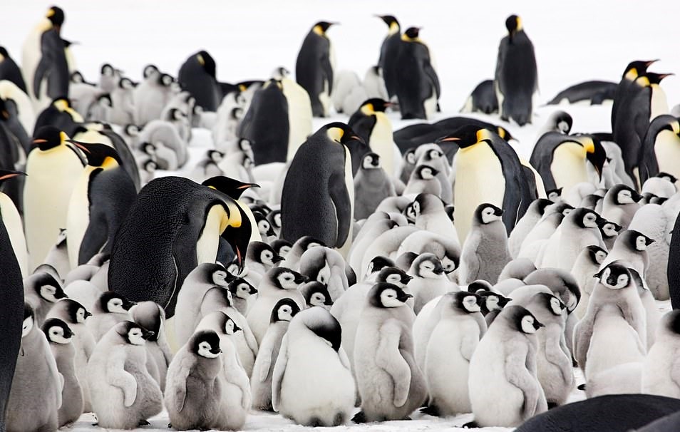 Chim cánh cụt hoàng đế ảnh 5 Chim canh cut hoang de anh 5