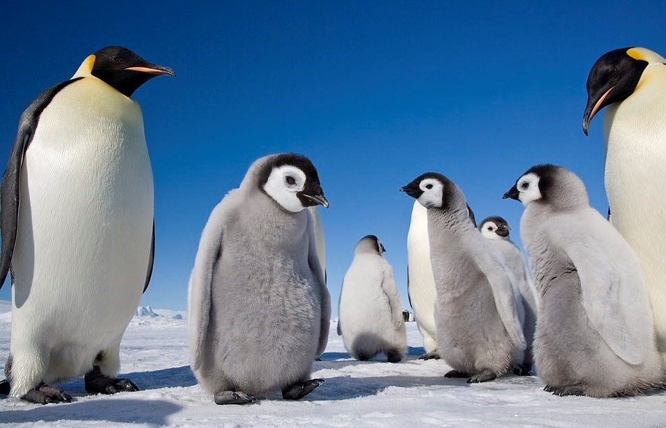 Chim cánh cụt hoàng đế ảnh 6 Chim canh cut hoang de anh 6