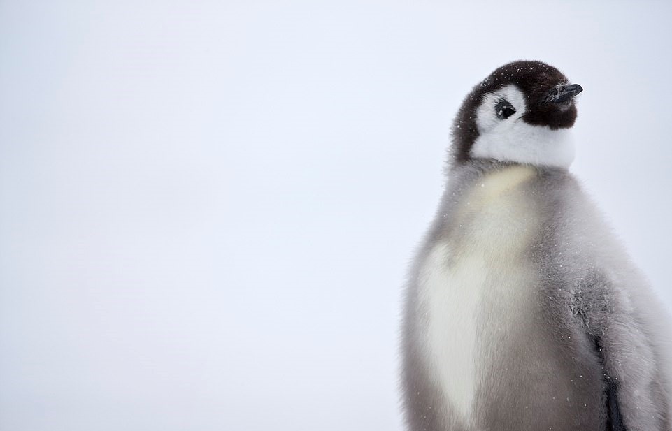 Chim cánh cụt hoàng đế ảnh 7 Chim canh cut hoang de anh 7