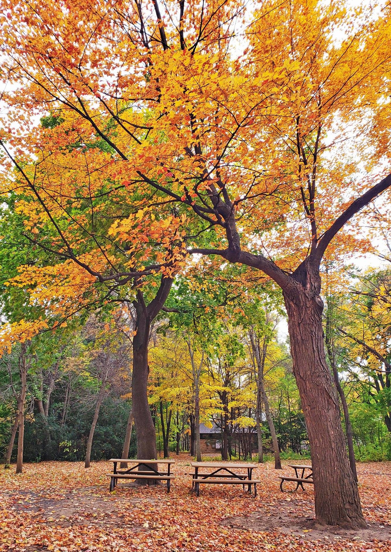 Canada cuối thu ảnh 11 Canada cuoi thu anh 11